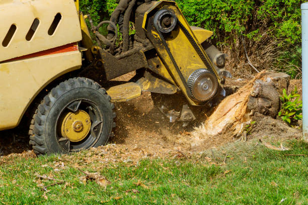 Best Lot and Land Clearing  in Ranlo, NC