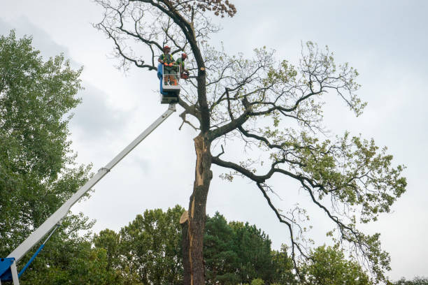 Best Commercial Tree Services  in Ranlo, NC