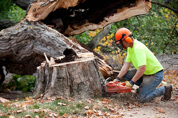 Best Storm Damage Tree Cleanup  in Ranlo, NC