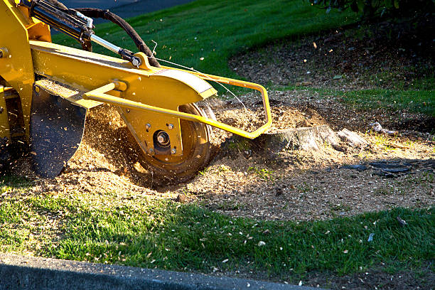 Best Fruit Tree Pruning  in Ranlo, NC