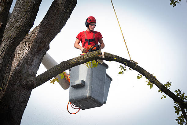 Best Emergency Tree Removal  in Ranlo, NC