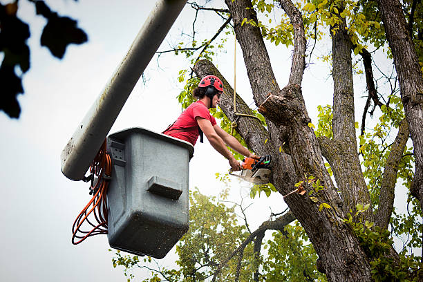 Best Lawn Dethatching  in Ranlo, NC